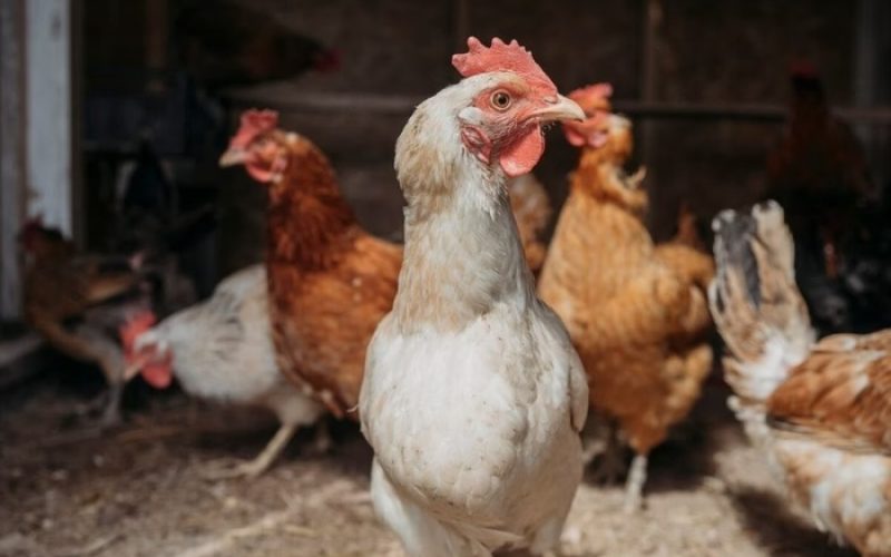 Argentina, China e UE suspendem compra de frango do Brasil após surto de gripe aviária no RS