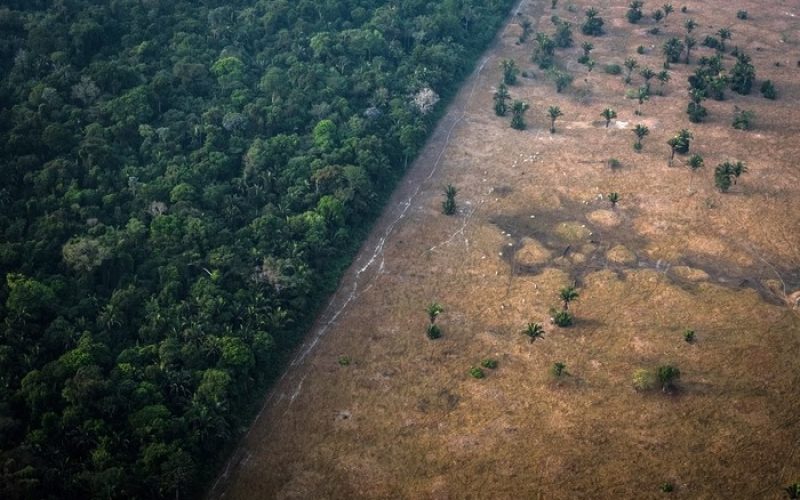 Desmatamento na Amazônia dispara 92% em maio e acende alerta ambiental no governo
