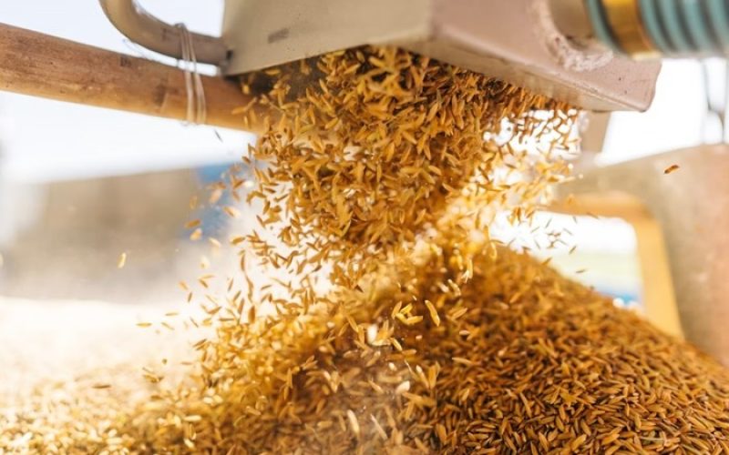 Preço do arroz atinge menor nível em 3 anos com aumento da oferta e recuo no mercado externo