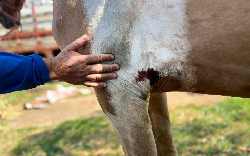 Caso de maus-tratos a égua é investigado em Senador Canedo; ação rápida reforça segurança e proteção animal