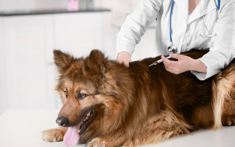 Vacinação antirrábica em Senador Canedo protege cães, gatos e toda a comunidade