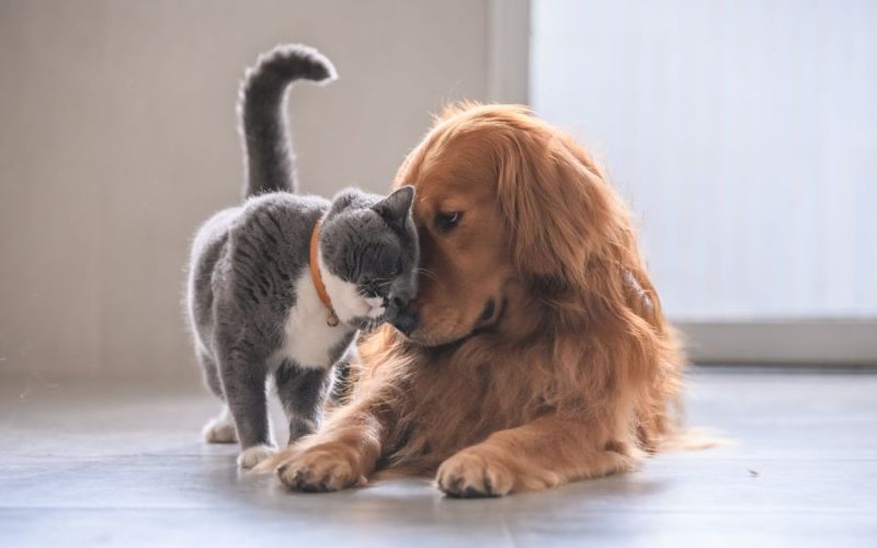 Senador Canedo concorre a prêmio estadual com sistema pioneiro de bem-estar animal que transforma cuidados e impulsiona o crescimento da cidade