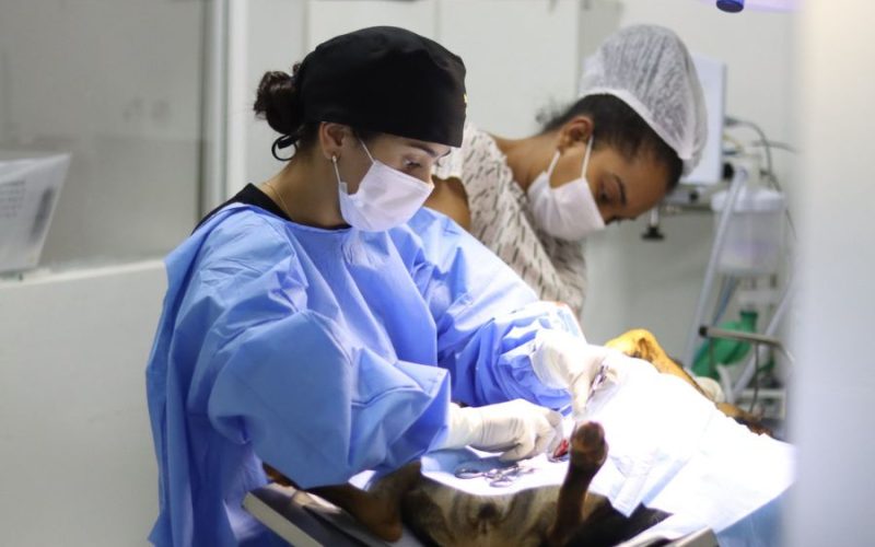 Senador Canedo abre 1.500 vagas para castração gratuita de cães e gatos