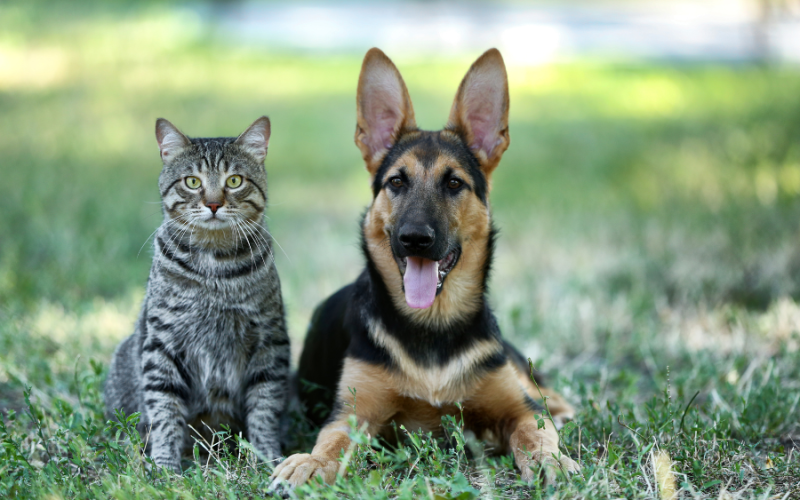 Governo lança RG digital para cães e gatos visando proteção e combate ao abandono