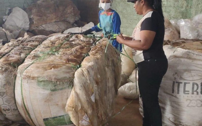 Catadores como protagonistas: cooperativas de reciclagem ganham força em Goiás, mas enfrentam desafios com apoio público e cultura da população