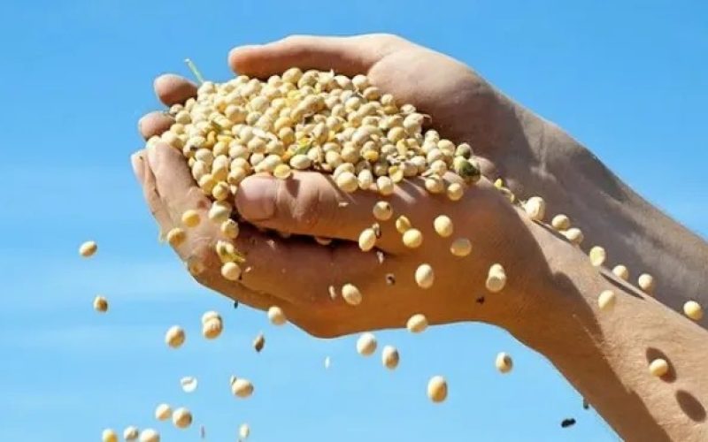 Goiás tem 4 milhões de hectares de pastagens degradadas com potencial para virar lavouras, diz secretário