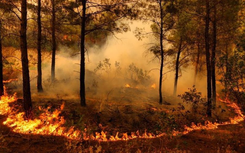 Brasil Registra 22 Mil Focos de Incêndio em Novembro, com Amazônia à Frente
