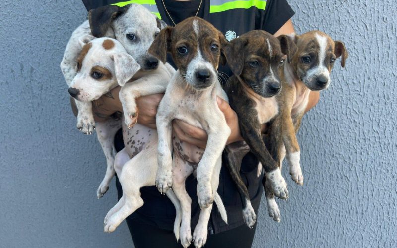 Prefeitura de Senador Canedo reforça o combate ao abandono de animais no Dezembro Verde
