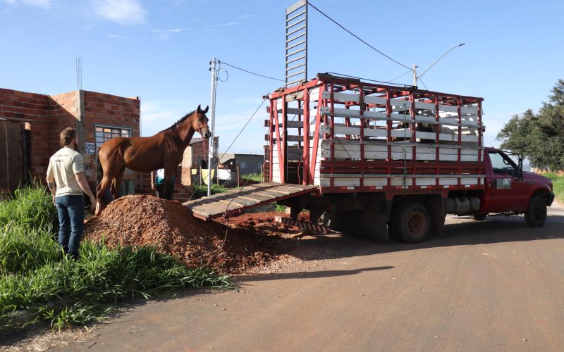 Prefeitura de Senador Canedo intensifica vigilância em zoonoses e reforça saúde pública