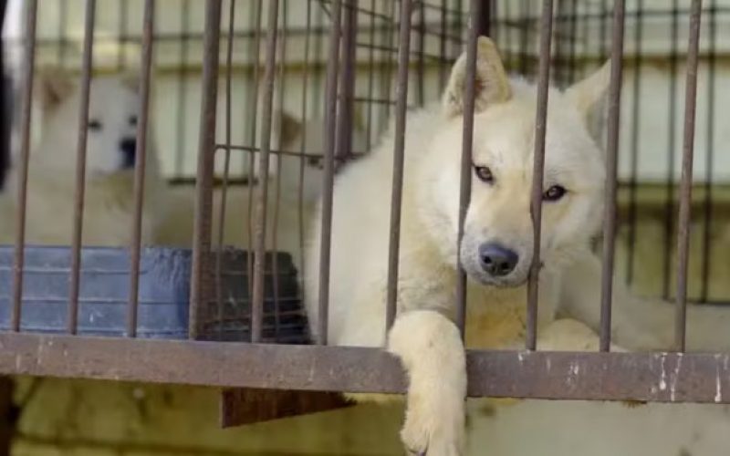 Proibição da carne de cachorro na Coreia do Sul mergulha criadores em crise e cães em risco de eutanásia