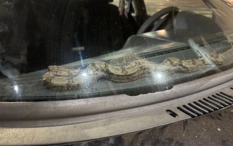 Surpresa no trânsito: motorista encontra jiboia no painel do carro em Senador Canedo