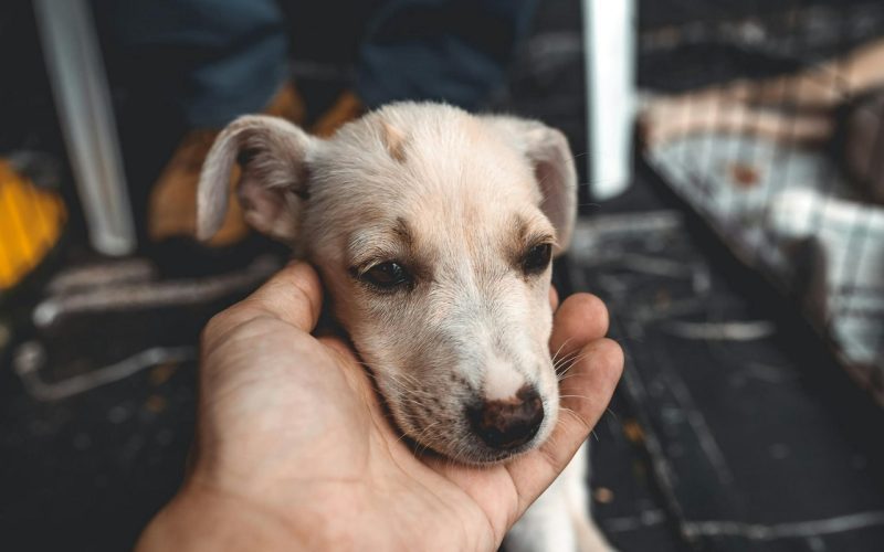 Feira de Adoção de Pets leva esperança e novos lares a cães resgatados em Goiânia