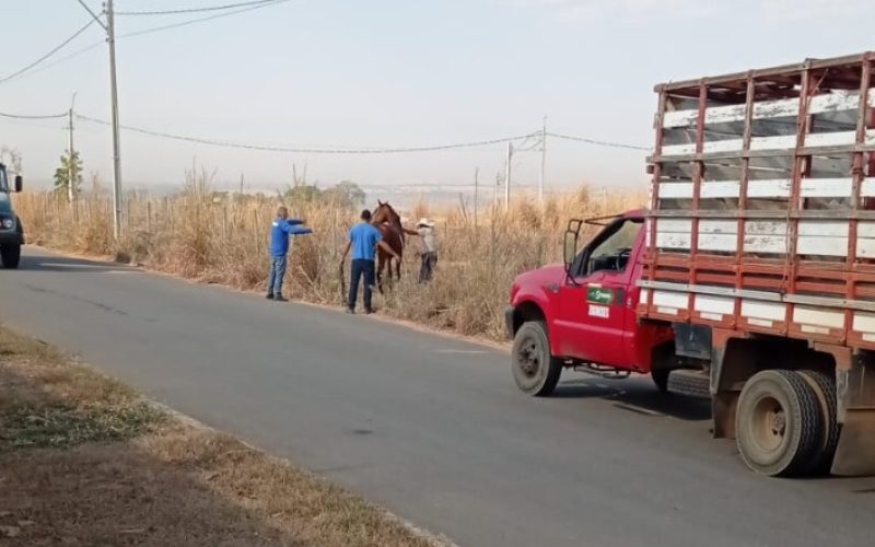 Cavalo é resgatado na GO-403 em ação rápida do Centro de Zoonoses de Senador Canedo