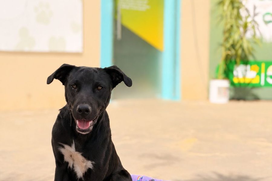 ARRAIÁ DO PAÇO TERÁ “ARRAIAU” COM ADOÇÃO DE PETS E ENTREGA DE CAMINHAS SUSTENTÁVEIS EM SENADOR CANEDO