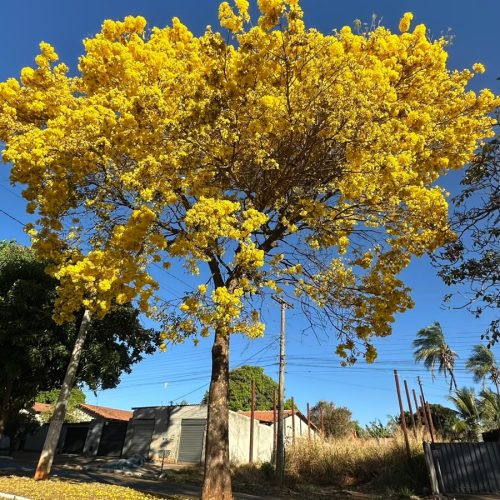 Florada dos ipês transforma ruas e deixa Senador Canedo ainda mais colorida