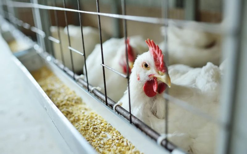 Brasil se declara livre da gripe aviária em granjas comerciais e avança na reabertura de mercados
