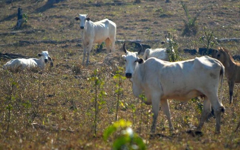 Goiás é o 2º maior emissor de CO₂ na agropecuária; ambientalistas cobram ação política para frear impacto climático