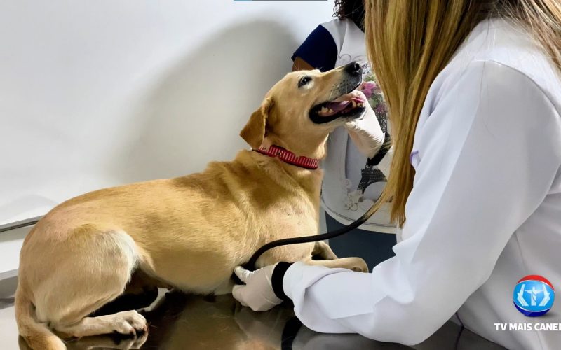 Centro de Castração oferece castração gratuita para animais do Cadastro Único