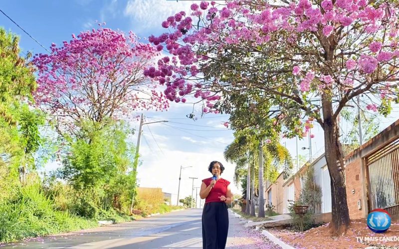 O Espetáculo dos Ipês: Cores que Transformam a Cidade