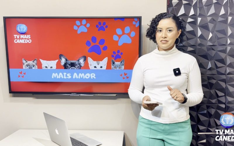 🐶❤️💙Campanha de adoção: cães resgatados buscam um lar para toda a vida.