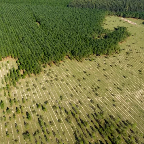 Desmatamento na Amazônia e no Cerrado cai mais de 11%, aponta governo federal