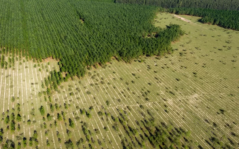 Desmatamento na Amazônia e no Cerrado cai mais de 11%, aponta governo federal