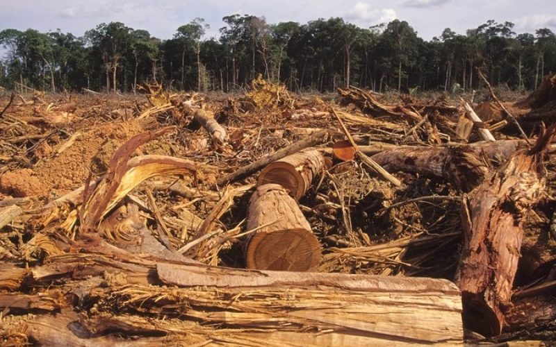 Desmatamento na Amazônia cresce 18% e acende alerta ambiental às vésperas da COP30