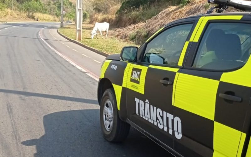 Novilha é capturada após quatro dias solta próximo à Avenida Progresso