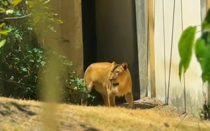 Leoa retorna ao seu recinto na Bica, em João Pessoa, em momento emocionante