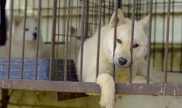 Proibição da carne de cachorro na Coreia do Sul mergulha criadores em crise e cães em risco de eutanásia