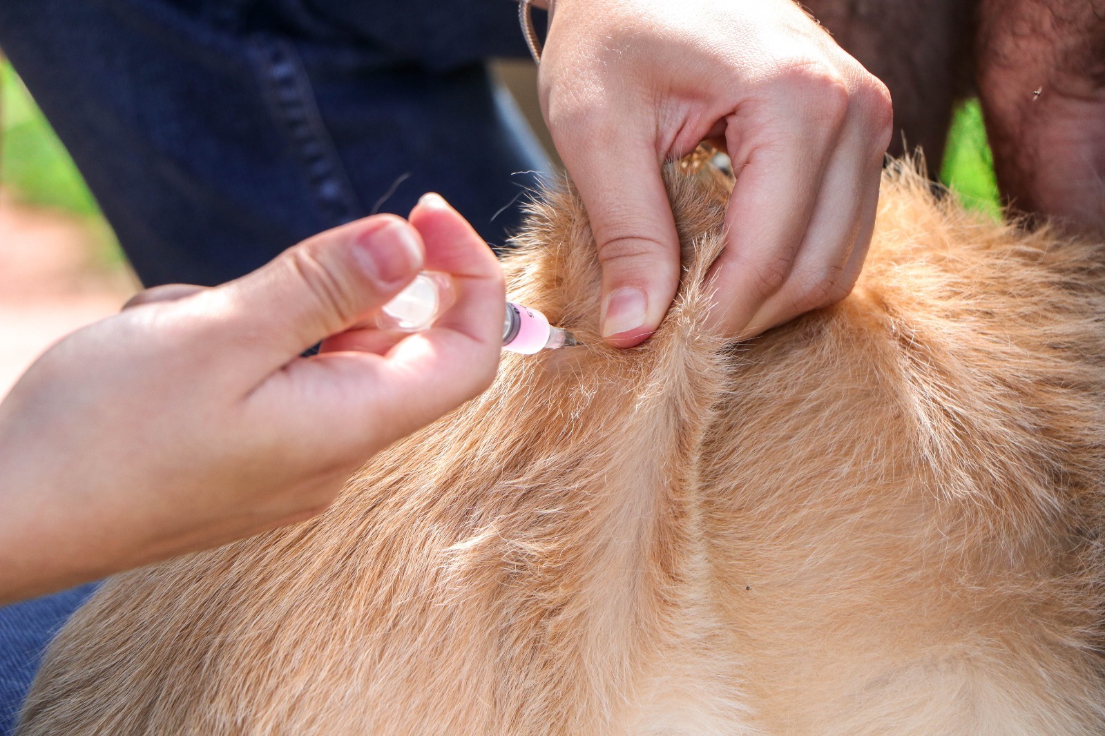 Senador Canedo promove Dia D de Vacinação Antirrábica para proteger pets e prevenir a raiva