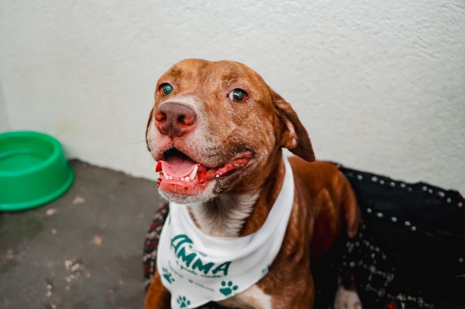 Feira “Adote um Amiguinho” oferece adoção e cuidados veterinários em Senador Canedo
