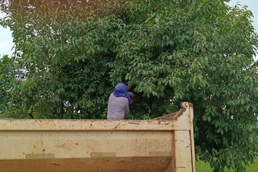 Poda de árvores melhora visibilidade e reforça segurança na Estrada Antiga de Caldazinha