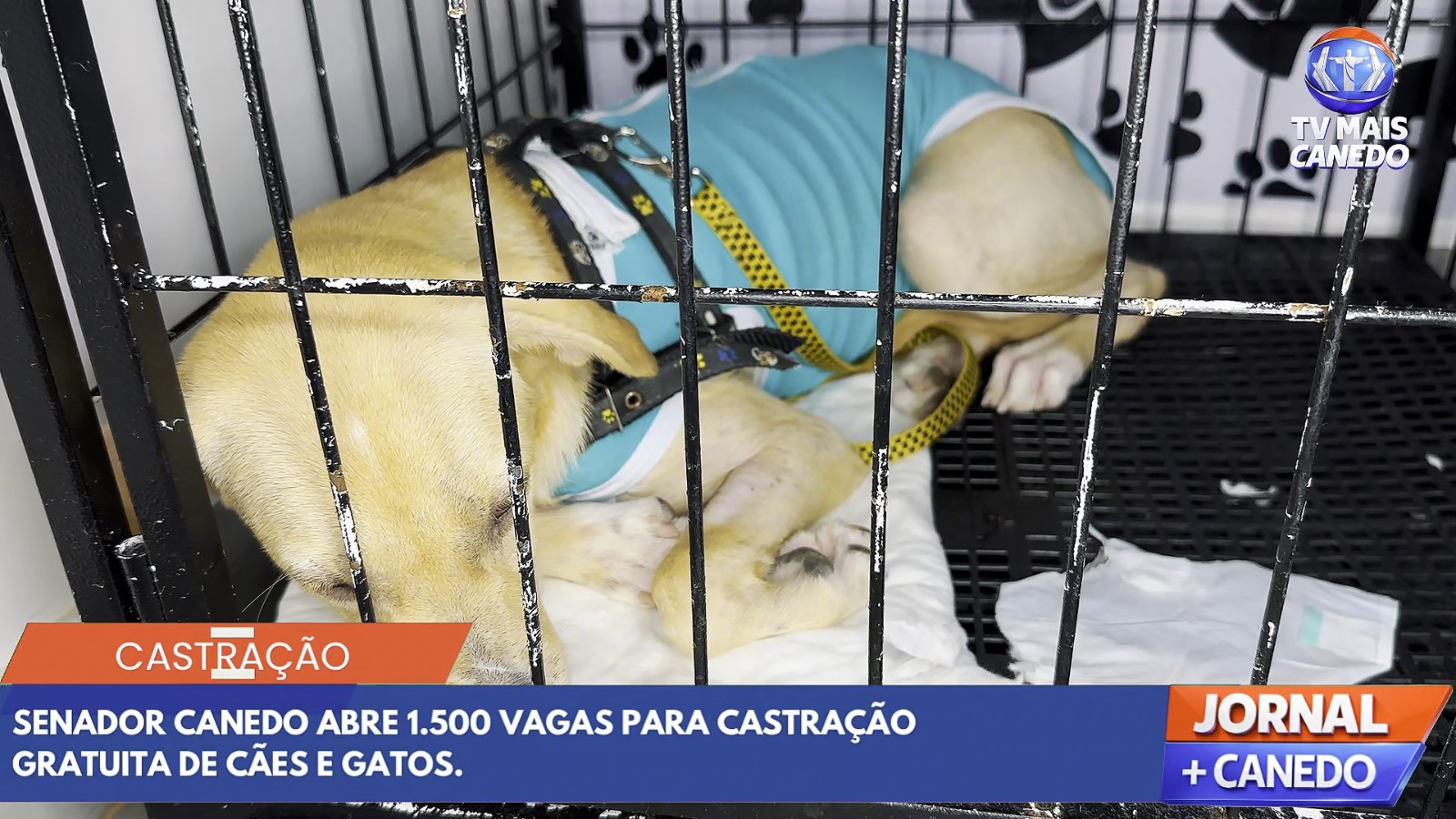 Prefeitura de Senador Canedo abre cadastro para castração gratuita de animais