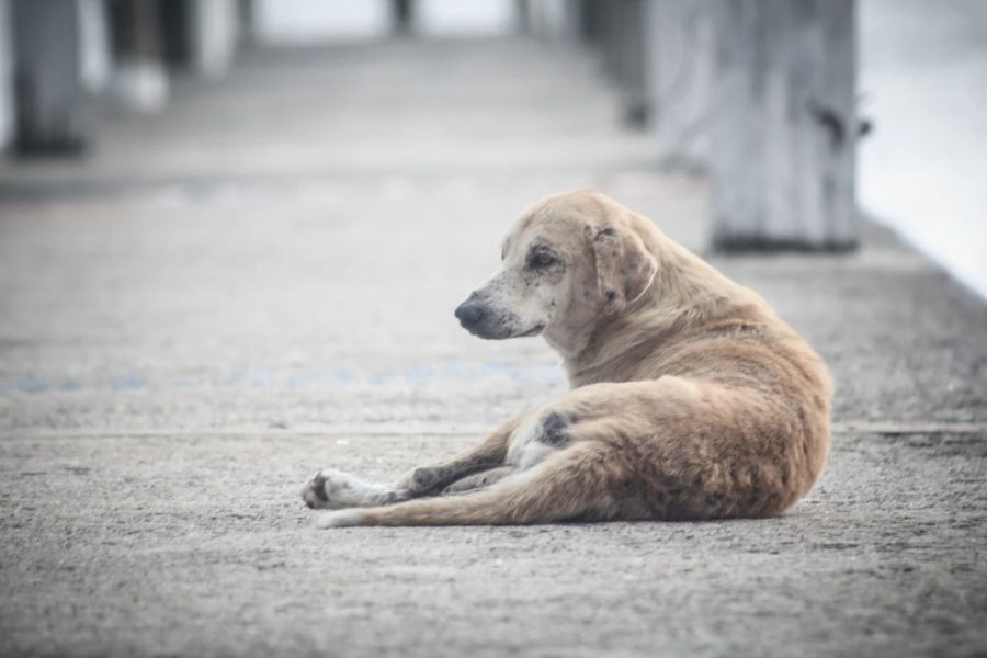 Senador Canedo promove seminário inédito sobre combate a maus tratos contra animais