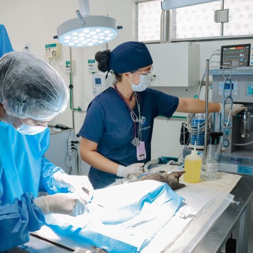 Senador Canedo reforça cuidado com a saúde animal em mutirão de castração do Novembro Azul Pet