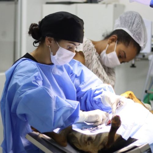 Senador Canedo abre 1.500 vagas para castração gratuita de cães e gatos