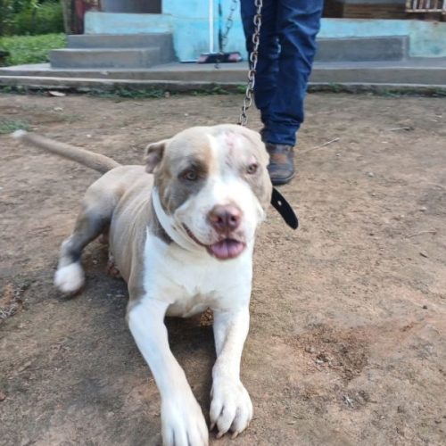 Pitbull solto é resgatado por equipe de Zoonoses em Senador Canedo