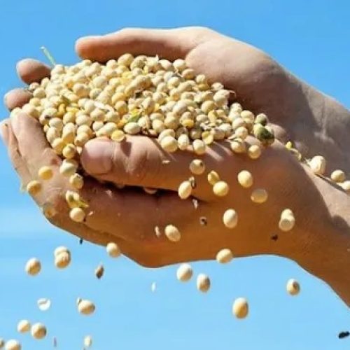 Goiás tem 4 milhões de hectares de pastagens degradadas com potencial para virar lavouras, diz secretário