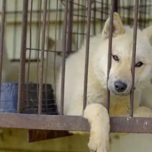 Proibição da carne de cachorro na Coreia do Sul mergulha criadores em crise e cães em risco de eutanásia