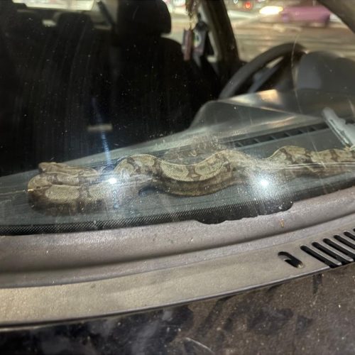 Surpresa no trânsito: motorista encontra jiboia no painel do carro em Senador Canedo