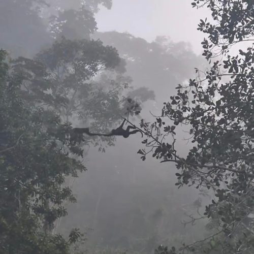 União entre macacos chama atenção e viraliza nas redes sociais