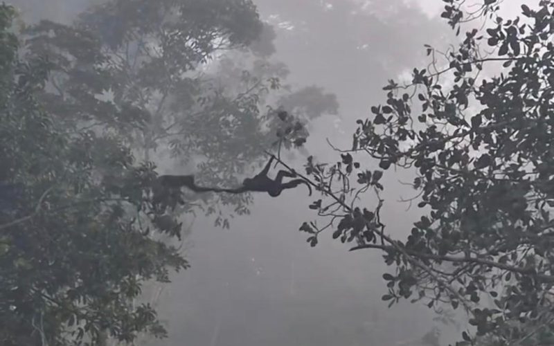 União entre macacos chama atenção e viraliza nas redes sociais