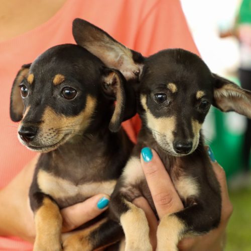 Evento incentiva adoção de animais e oferece serviços gratuitos em Senador Canedo