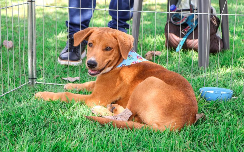 Adoções de animais já superam todo o ano passado em Senador Canedo
