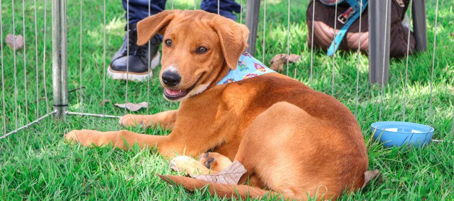 Adoções de animais já superam todo o ano passado em Senador Canedo