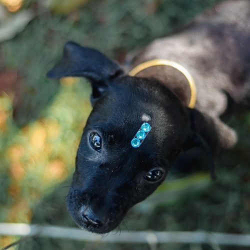 Bem-Estar Animal alcança 200 adoções em 2026 e transforma vidas em Senador Canedo