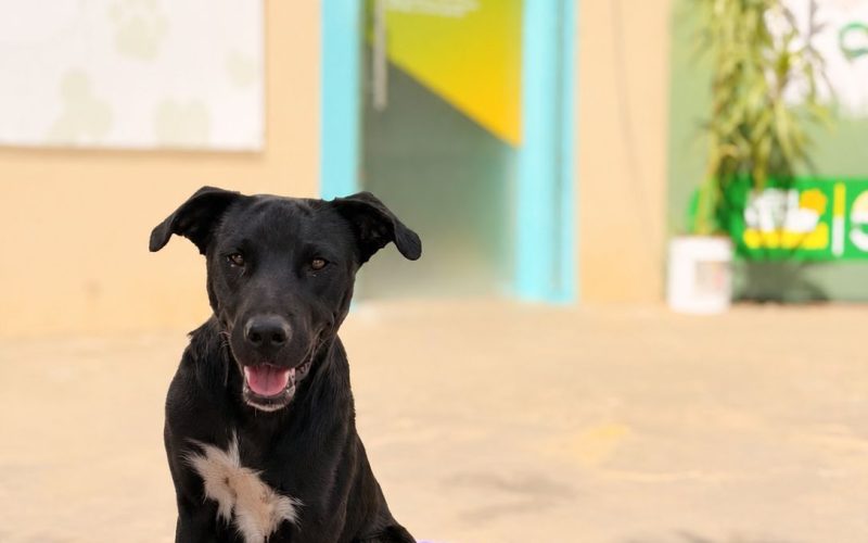 ARRAIÁ DO PAÇO TERÁ “ARRAIAU” COM ADOÇÃO DE PETS E ENTREGA DE CAMINHAS SUSTENTÁVEIS EM SENADOR CANEDO