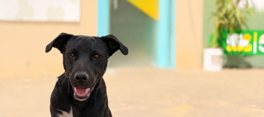 ARRAIÁ DO PAÇO TERÁ “ARRAIAU” COM ADOÇÃO DE PETS E ENTREGA DE CAMINHAS SUSTENTÁVEIS EM SENADOR CANEDO