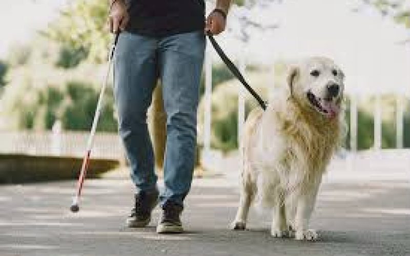 IF Goiano mantém seleção contínua para entrega de cães-guia